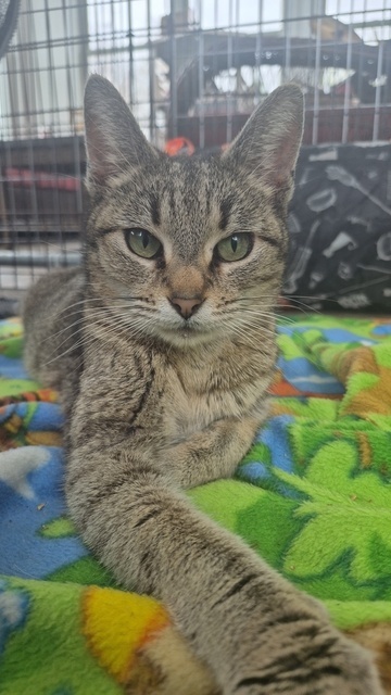Superior (The Great Lakes Kittens Mom) 3