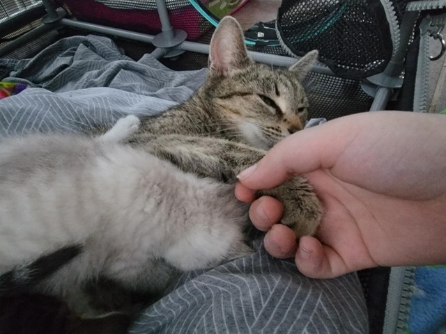 Superior (The Great Lakes Kittens Mom) 6
