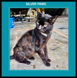 Coraline *, Senior Female unknown