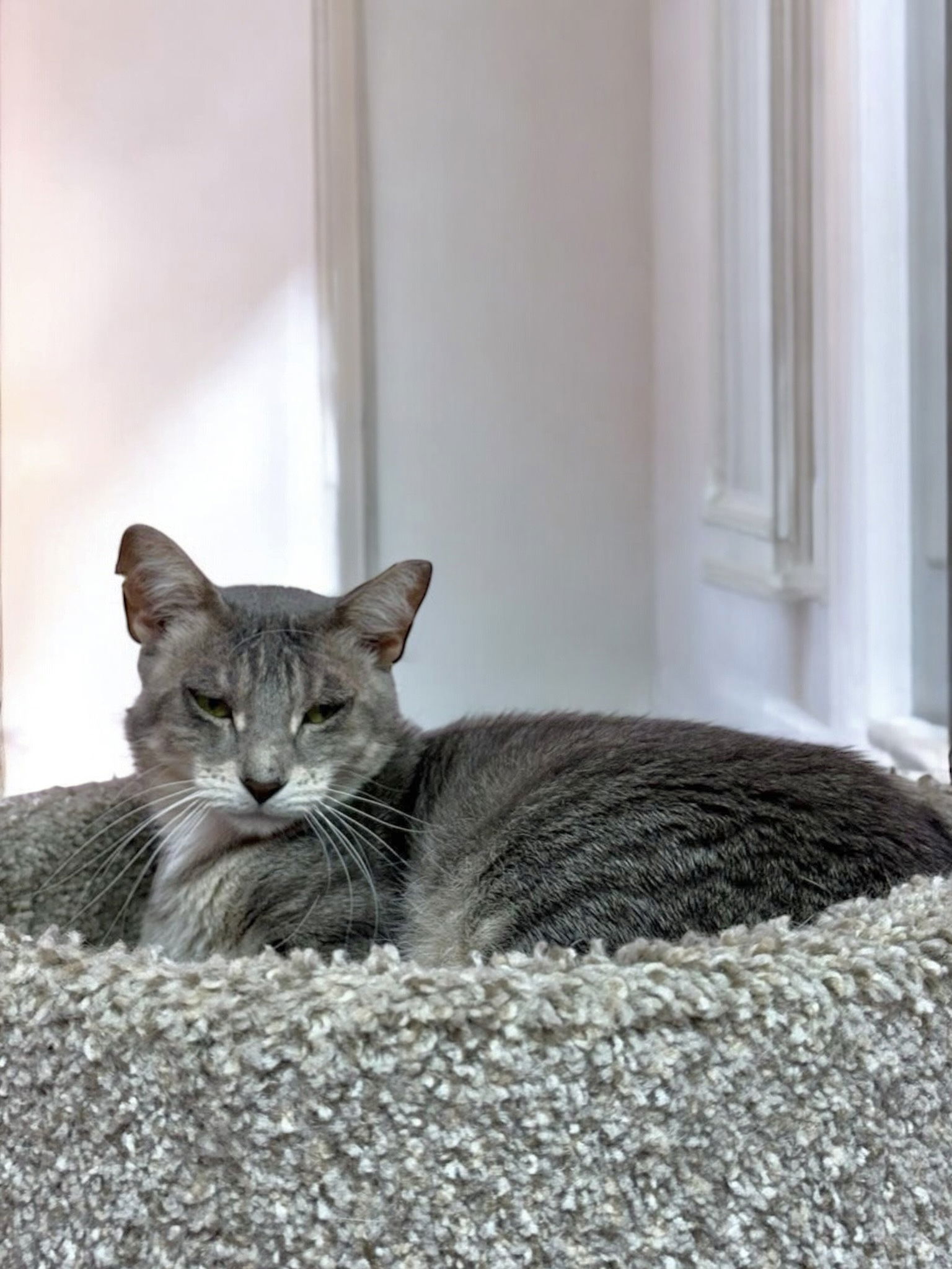 KitKat