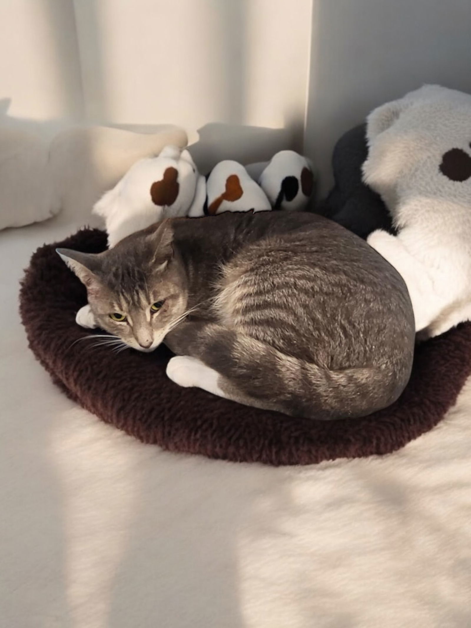 KitKat