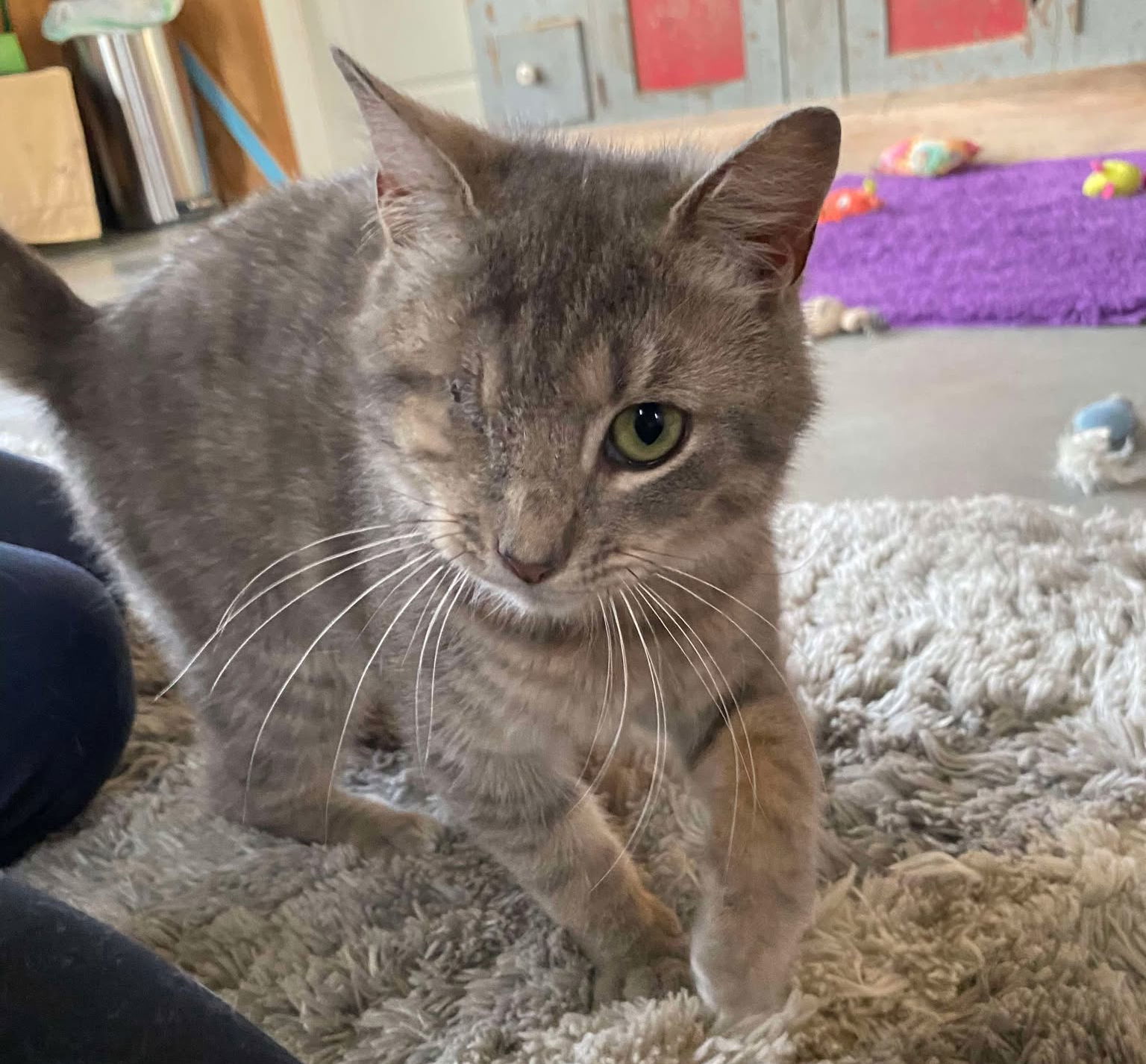 Autumn (Foster Cat)