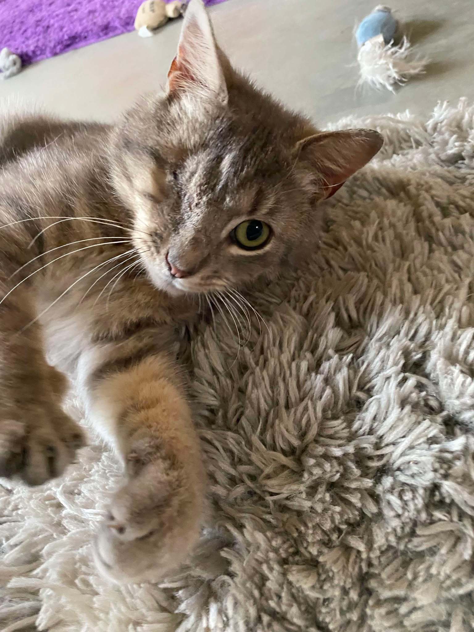 Autumn (Foster Cat)