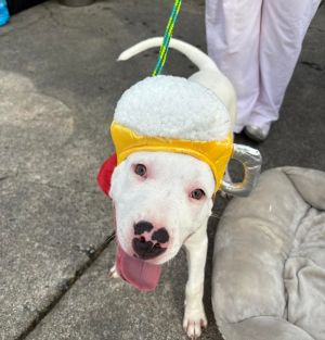 Toast, Baby Male Terrier