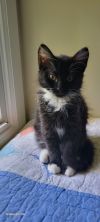 Maybelle photo 1