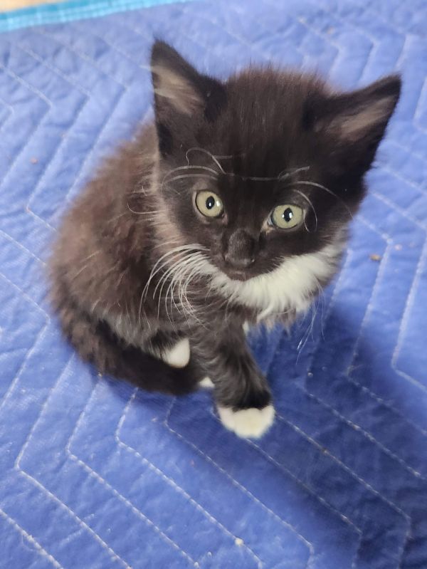 Maybelle thumbnail 3