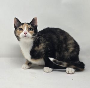 Jinx is one of a litter of four kittens and came to our rescue as a young kitten Though hesitant