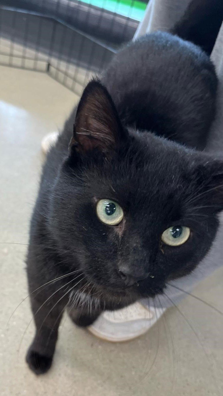 Licorice
