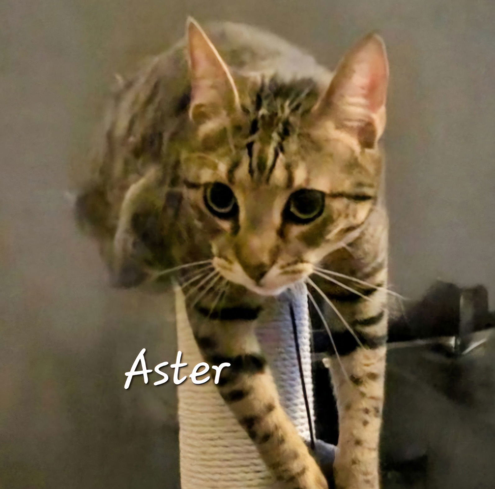Aster #the-acro-cat