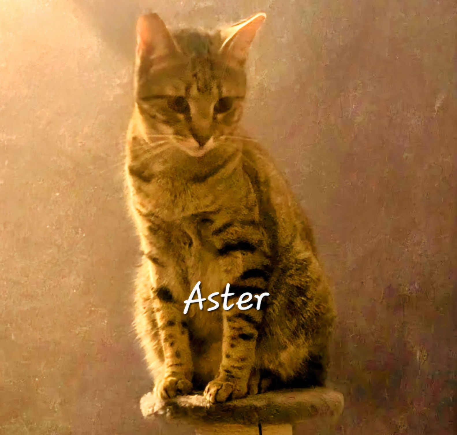 Aster #the-acro-cat