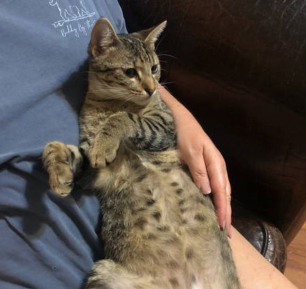 Aster #the-acro-cat