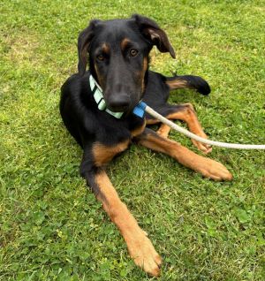 Animal Profile Mary is a 5 month old female DobieShepherd Mom was a purebred Doberman and dad wa