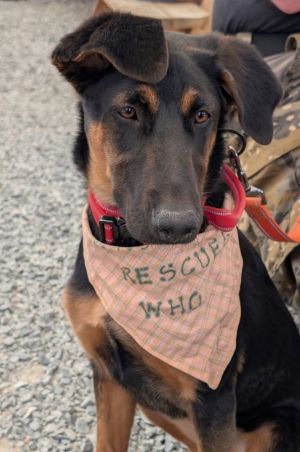 Animal Profile Mary is a 5 month old female DobieShepherd Mom was a purebred Doberman and dad wa