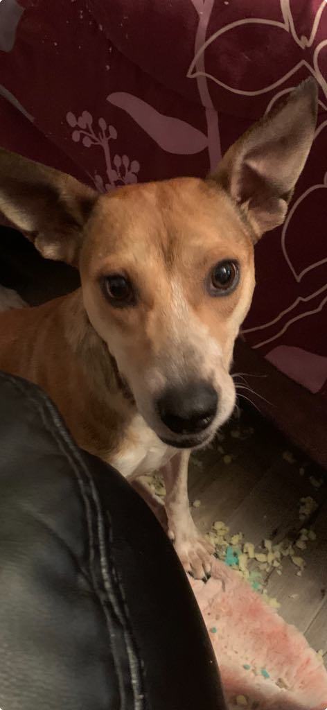 Missy, an adoptable Australian Cattle Dog / Blue Heeler, Chihuahua in Midway, UT, 84049 | Photo Image 2