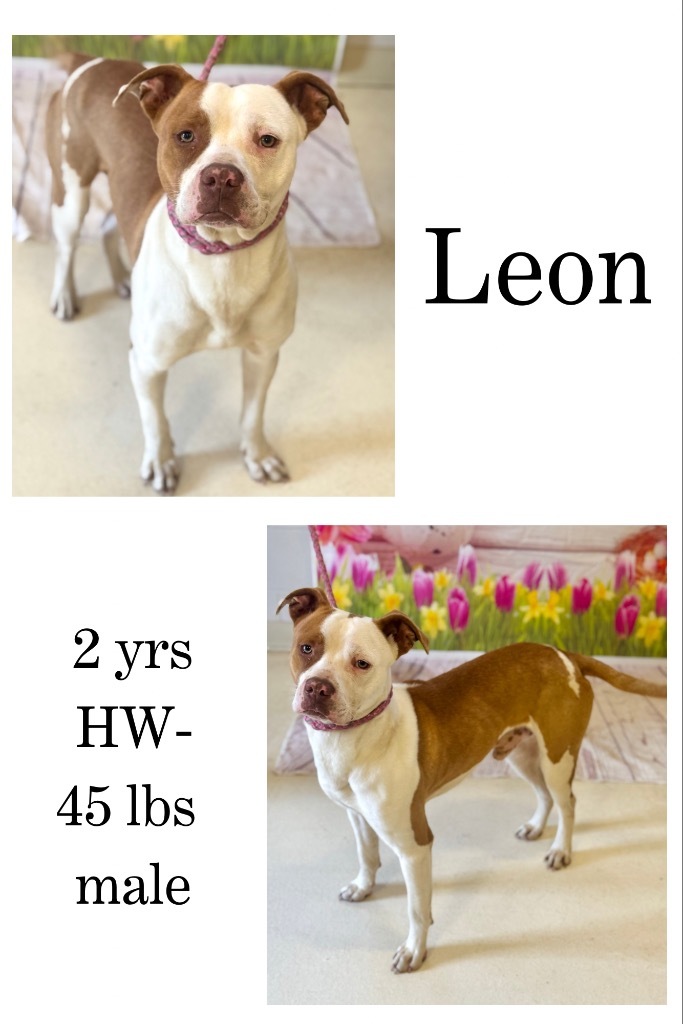 Leon