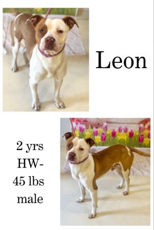 Leon, Adult Male unknown