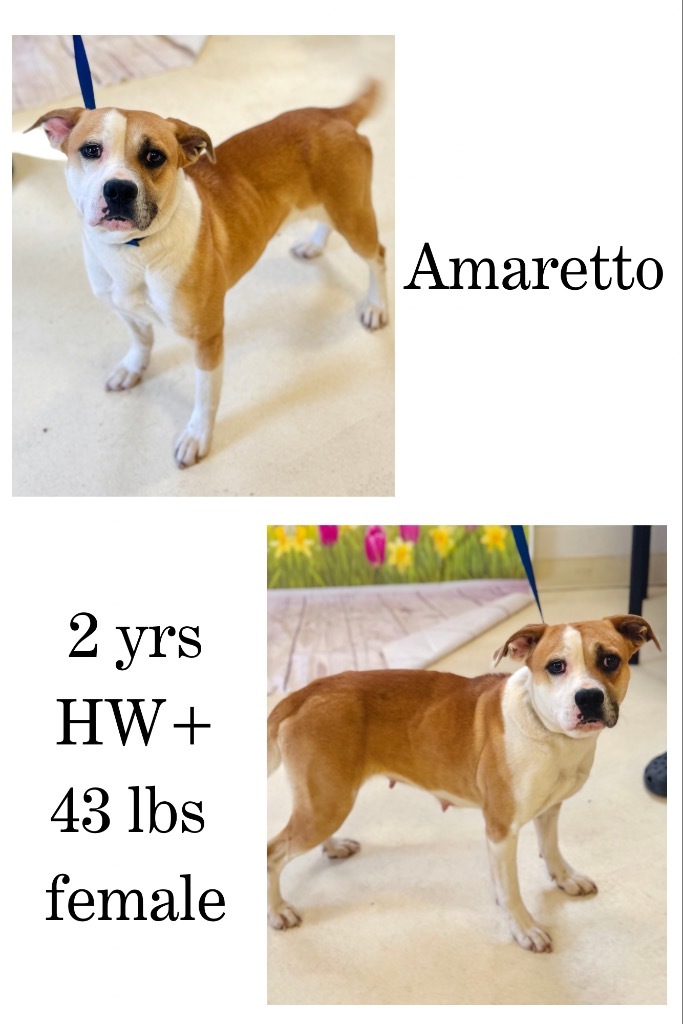 Amaretto