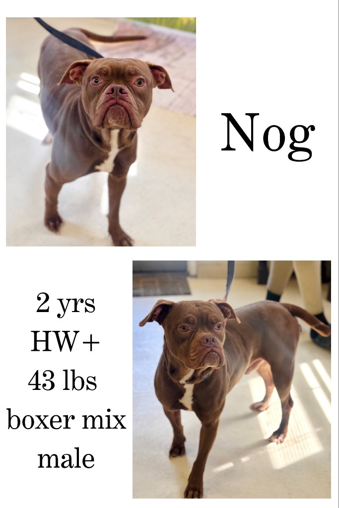 Nog