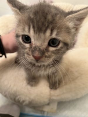 grey tabby All catskittens will be spayedneutered unless spayneuter contract is signed with addit