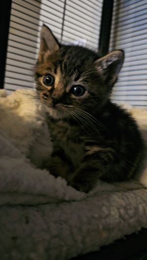 brown tabby All catskittens will be spayedneutered unless spayneuter contract is signed with addi