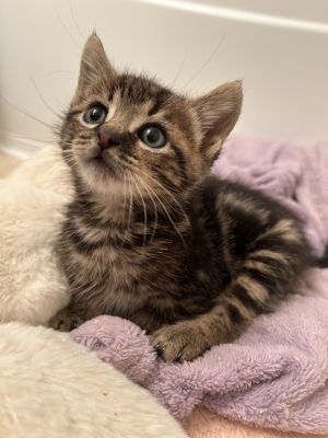 brown tabby All catskittens will be spayedneutered unless spayneuter contract is signed with addi
