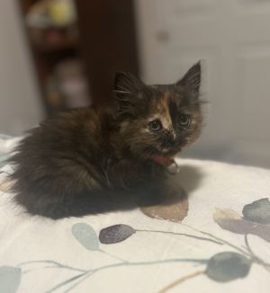 tortie pineapple collar All catskittens will be spayedneutered unless spayneuter contract is sign