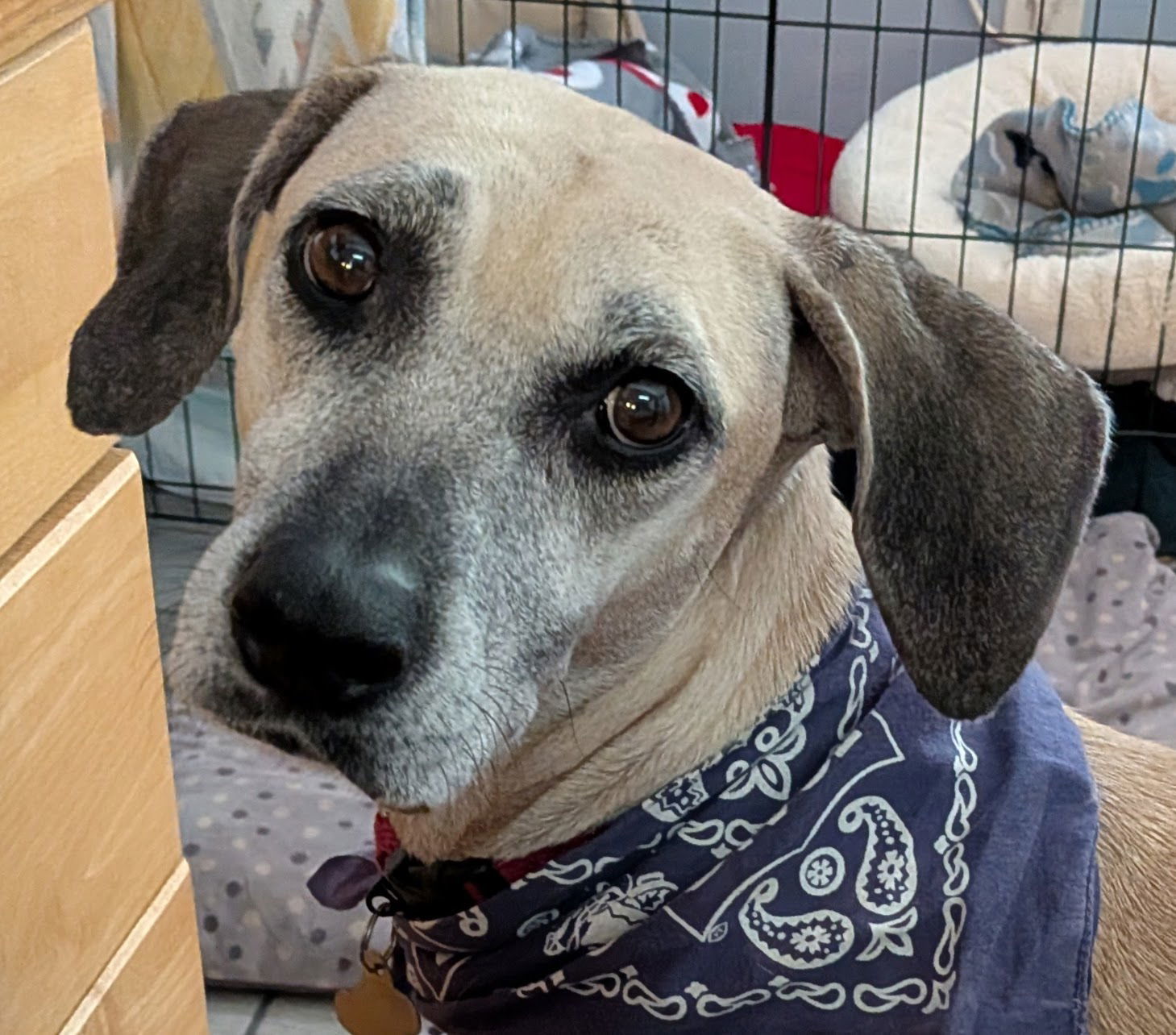 Arya - *FH -Training Camp Grad