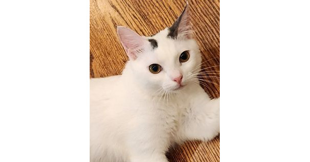 Bianca