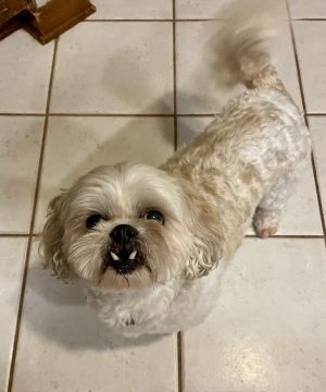 Buccee, Adult Male Shih Tzu