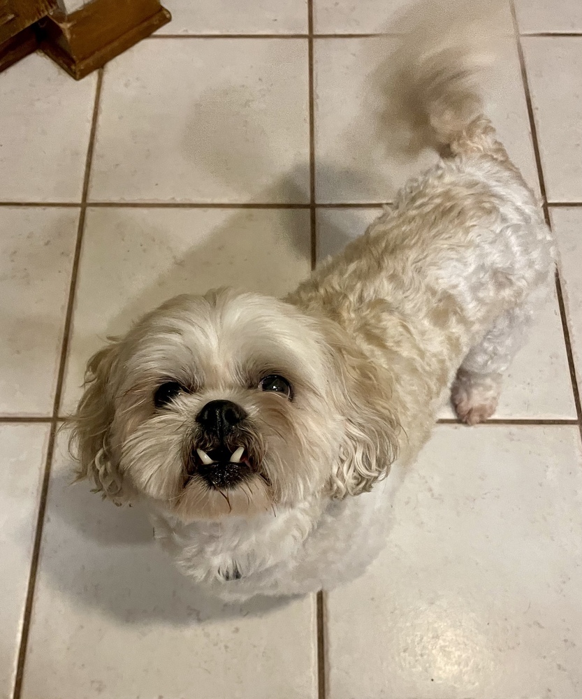 Buccee