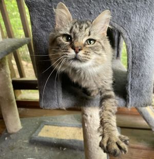 Meet Miss Eureka a young and spirited feline who despite her past radiates sweetness and bravery