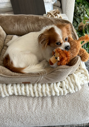 Archie, an adoptable Pekingese, Mixed Breed in Huntington, NY, 11743 | Photo Image 2