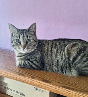 Tabitha, Adult Female Domestic Short Hair