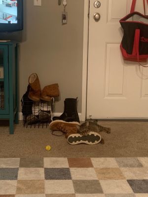 Lexapro &#34;Lexa&#34;, Adult Female Domestic Short Hair