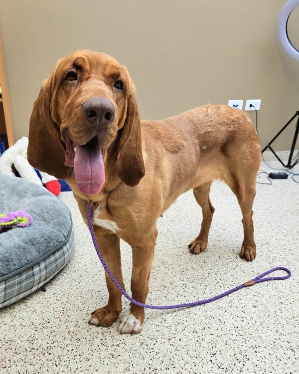 Peachies 43770, an adoptable Bloodhound in Pocatello, ID, 83205 | Photo Image 1