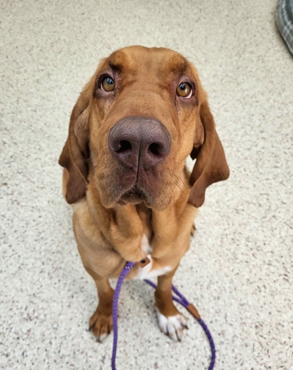Peachies 43770, an adoptable Bloodhound in Pocatello, ID, 83205 | Photo Image 2