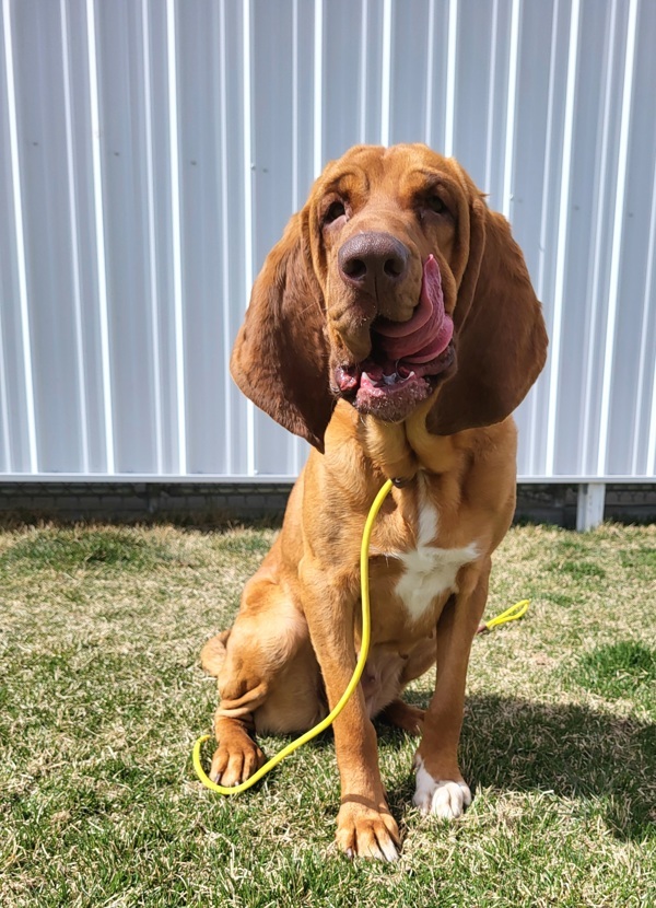 Peachies 43770, an adoptable Bloodhound in Pocatello, ID, 83205 | Photo Image 3