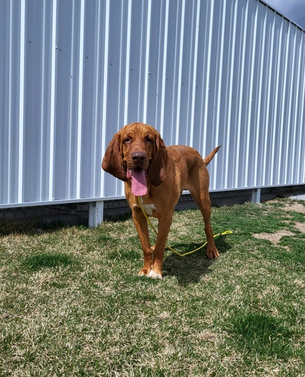 Peachies 43770, an adoptable Bloodhound in Pocatello, ID, 83205 | Photo Image 4