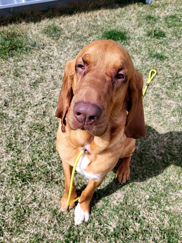 Peachies 43770, an adoptable Bloodhound in Pocatello, ID, 83205 | Photo Image 5