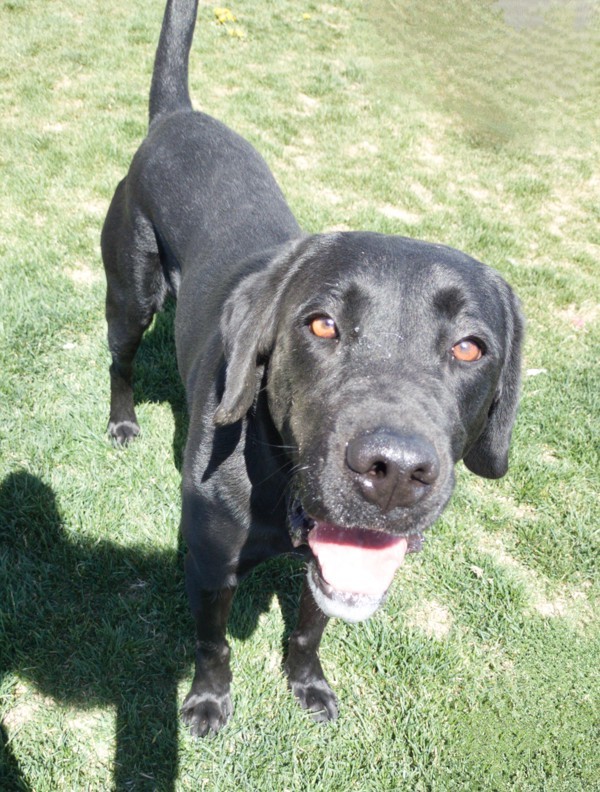 Bertram 43916, an adoptable Labrador Retriever in Pocatello, ID, 83205 | Photo Image 1