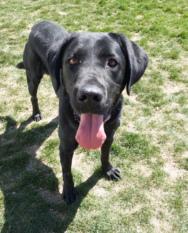 Bertram 43916, an adoptable Labrador Retriever in Pocatello, ID, 83205 | Photo Image 2