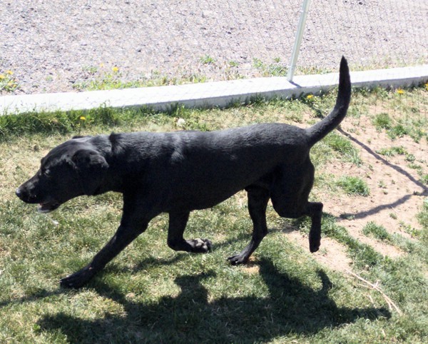 Bertram 43916, an adoptable Labrador Retriever in Pocatello, ID, 83205 | Photo Image 3