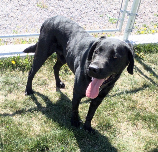 Bertram 43916, an adoptable Labrador Retriever in Pocatello, ID, 83205 | Photo Image 4