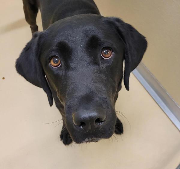 Bertram 43916, an adoptable Labrador Retriever in Pocatello, ID, 83205 | Photo Image 5