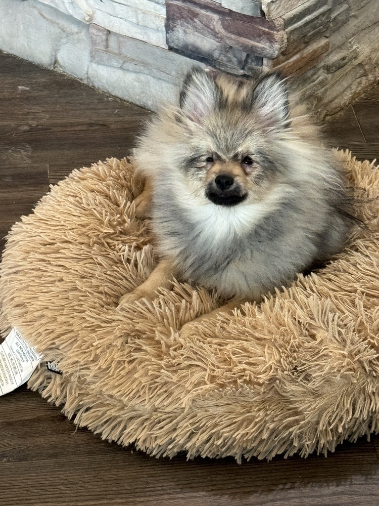Pomeranian - Koda (Special Needs - Read BIO before applying.