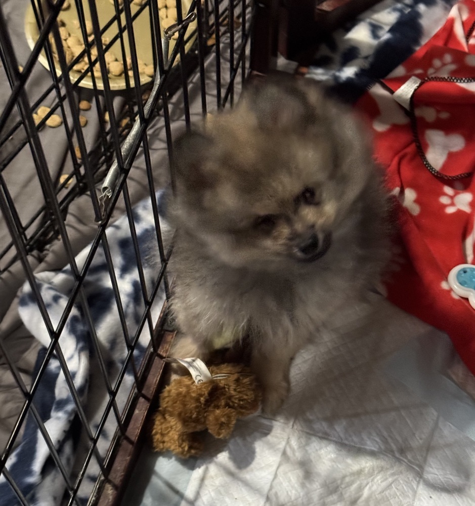 Pomeranian - Koda (Special Needs - Read BIO before applying.