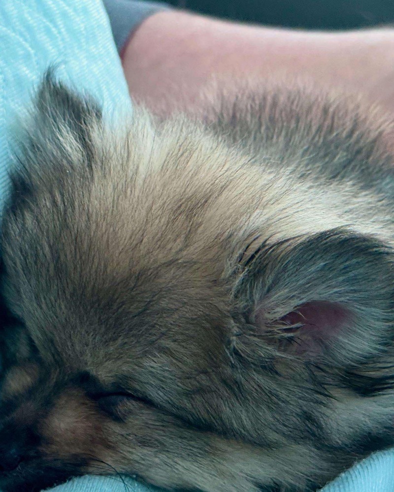 Pomeranian - Koda (Special Needs - Read BIO before applying.