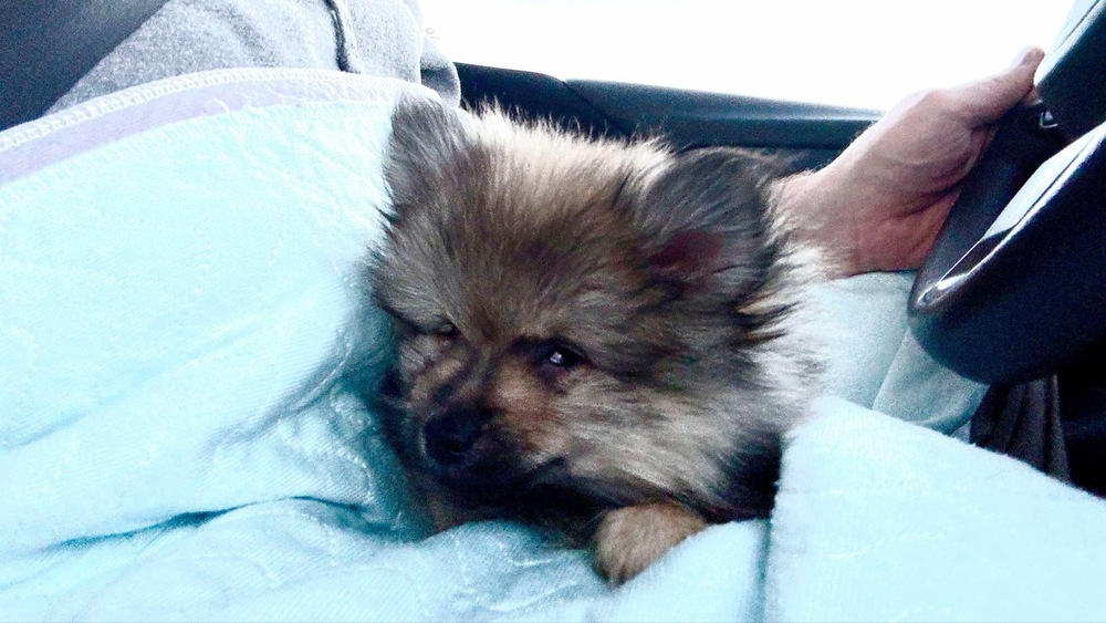 Pomeranian - Koda (Special Needs - Read BIO before applying.