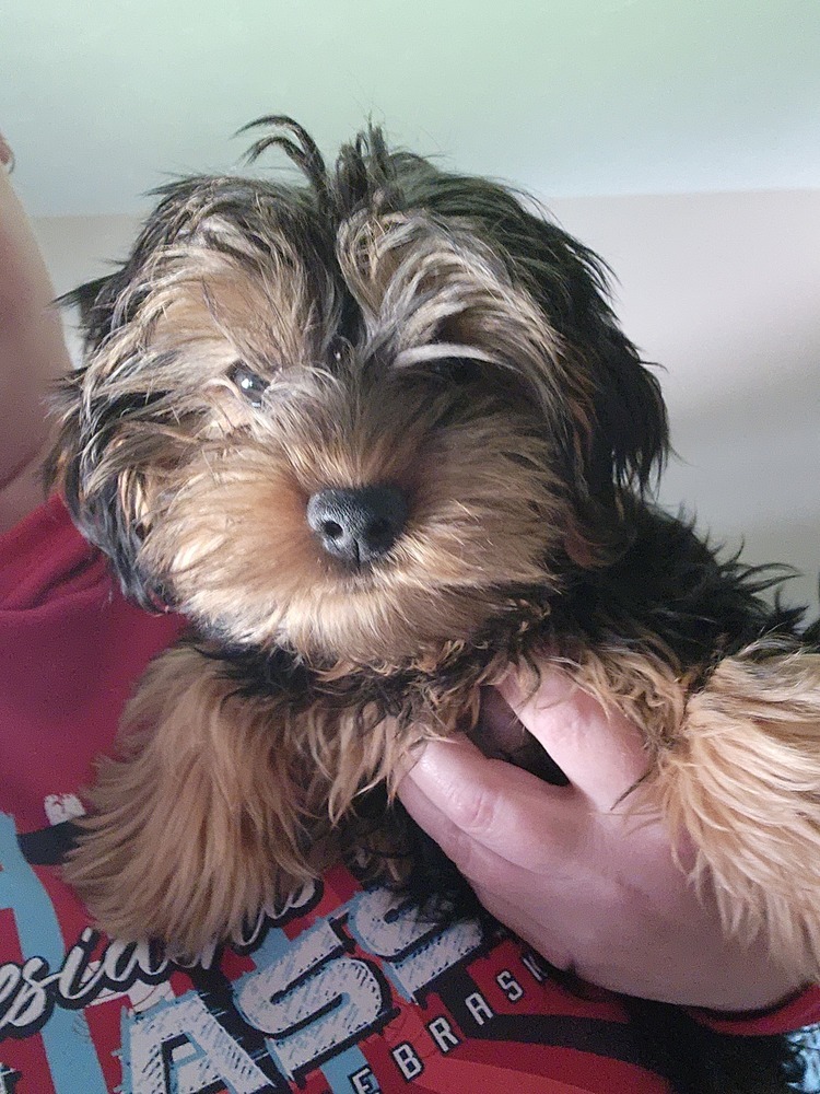 Yorkie- Papaya