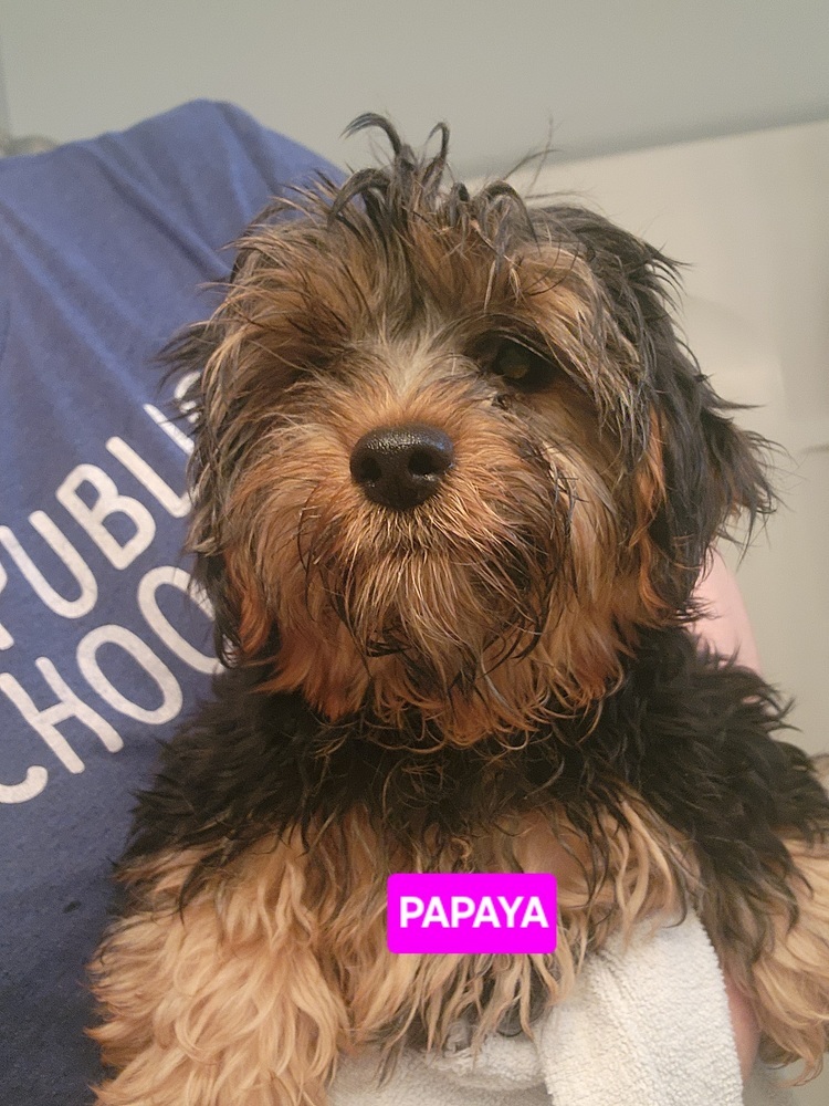Yorkie- Papaya